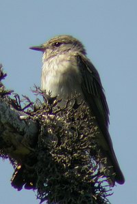 Muscicapa srtiata - Gobemouche gris - Spotted Flycatcher - Grauschnäpper