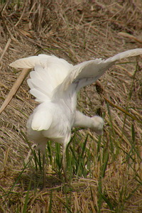 Bubulcus ibis - Héron garde-boeufs - Western Cattle Egret - Kuhreiher
