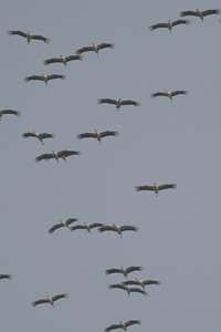 Ciconia ciconia - Cigogne blanche - White Stork - Weisserstorch